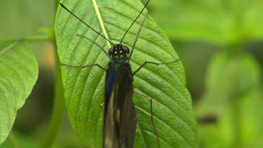 Butterfly at rest on green leaf