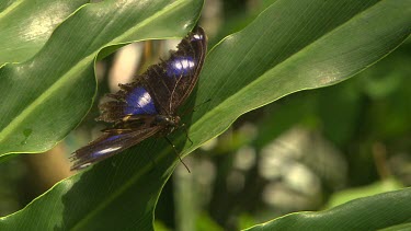 Black butterfly with blue and white eye-spots on a green leafy background.