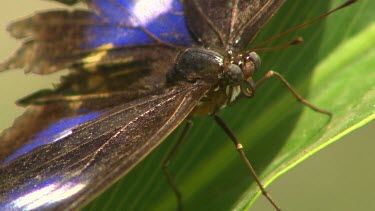 Extreme close up of butterfly head with curled up proboscis and large compound eyes. See texture and pattern of wing