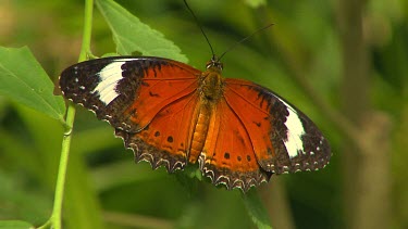 Orange and black and white butterfly at rest on green leaf, still. Orange Lacewing Butterfly