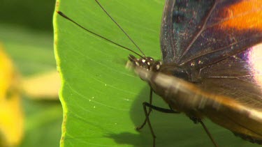 Butterfly at rest on green leaf, flaps wings slowly