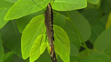 Butterfly with wings closed at rest on green leaf