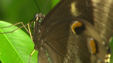 MS butterfly at rest on green leaves