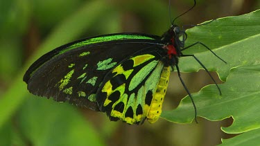 Bright green and black, high contrast, butterfly. Wings closed, at rest on green leaf. Cairns Birdwing. Butterfly