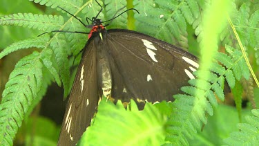Bright green and black, high contrast, butterfly. Wings closed, at rest on green leaf. Cairns Birdwing. Butterfly