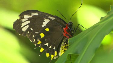 Bright green and black, high contrast, butterfly. Wings closed, at rest on green leaf. Cairns Birdwing. Butterfly
