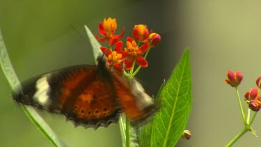 Orange black and white butterfly. Orange lacewing butterfly flaps wings.