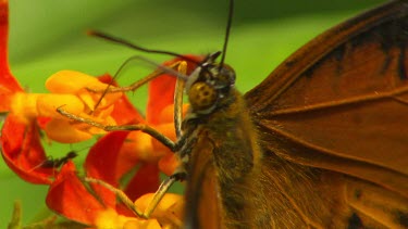 Extreme close up ecu Orange lacewing feeding from red and yellow flowers.