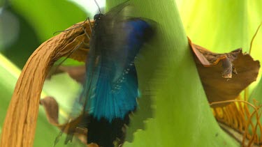 Ulysses Butterfly. High contrast bright blue and black wings resting and fluttering wings. Green leaf. Flies off.
