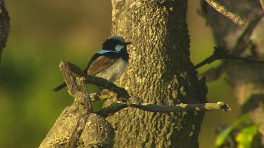 Superb Fairy Wren. Male has beautiful blue plumage rich blue and black plumage above and on the throat. Foraging for insects in the grass. Foreground grass soft focus.