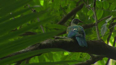 Woompoo Fruit Dove. large size, rich purple throat, chest and upper belly, and yellow lower belly. It has mostly green underparts, with a paler grey head and a conspicuous yellow wing-bar. Australian...