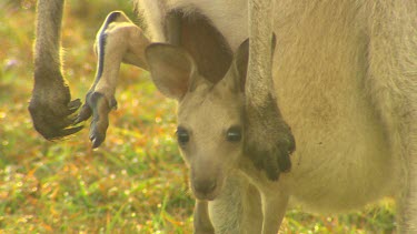 Two shots. Mother kangaroo feeding grazing on grass with joey in pouch. Joey legs hanging out, funny. Joey gets out of pouch.