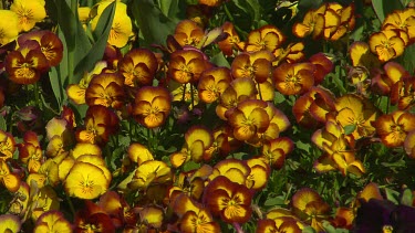 Pansy pansies, yellow and brown or bronze
