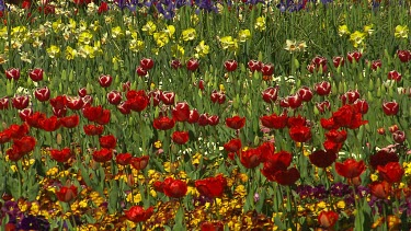 Rows of brightly coloured flowers
