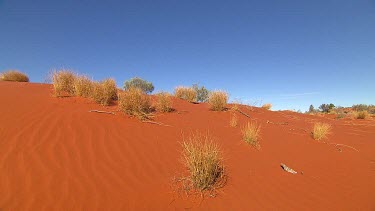 Desert around Uluru. Red sand, ripples in sand. Spinifex Grass tussocks. Spinifex plains desert habitat ecosystem. Sand dune.