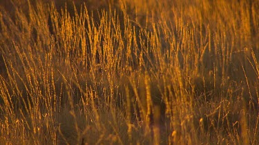 Sunlight on grass blowing gently in the wind. Beautiful gentle sunlight yellow.