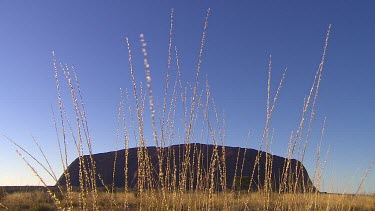 Uluru early morning sunlight with desert Spinifex grass in foreground, low angle