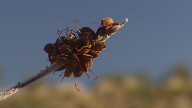 Seed pods