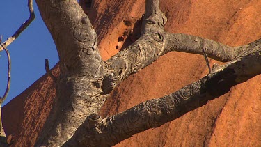 Tree with scribbly pattern, could be caused by an insect. Makes it look very wizened and ancient