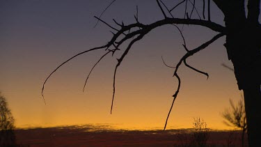 Bare tree branches sunset silhouette. Clouds or heat haze in far distance.