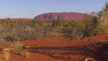 Very large Woma python snake with Uluru in background