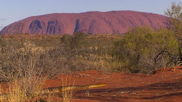 Very large Woma python snake with Uluru in background