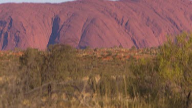 Very large Woma python snake slithering towards camera with Uluru in background