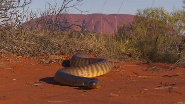 Very large Woma python snake slithering towards camera with Uluru in background