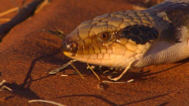 Centralian Blue-tongued lizard. Central Desert Uluru.