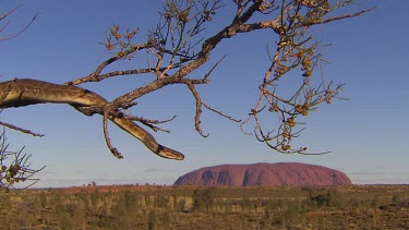 snake in tree with Uluru in background. Possible sp Stimpson's python. Hiding in a tree