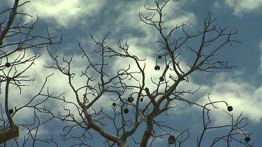 Stark branches of winter tree no leaves against blue sky with clouds. Low angle looking up.