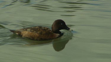 Male Hardhead duck swimming, Queens Gardens park, Perth.  Also called white-eyed duck. Dark brown or blackish duck with white bill. White eyes.