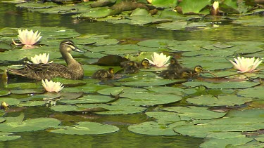 Pacific black duck, mother swimming protectively with ducklings. Water lilies in lake. Brown stripe across eye bordered with cream colour.