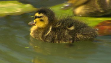 Pacific black duck, ducklings. Yellow plumage with black stripe through eye. Swimming close to water lily pad.