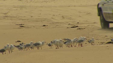 Low angle. Seagulls on beach with 4wd. Four wheel drive driving on beach in background