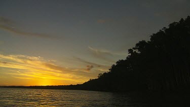 Two swans silhouette on lake, swimming fishing. Sunset lighting. Long curve of silhouetted trees disappears in background.