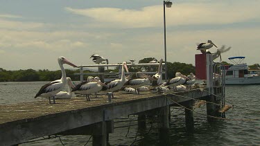 Pier jetty with a big group of pelicans, boats in background. Myall Lakes, New South Wales