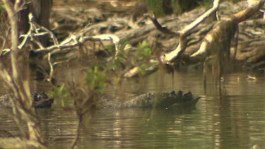 Black swan foraging, fishing