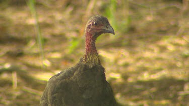 Australian Brush-Turkey