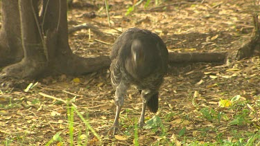 Australian Brush-Turkey foraging for insects