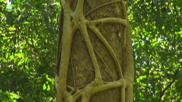 Strangler Fig growing around host tree.