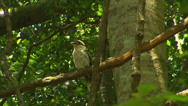 Kookaburra in tree