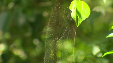 spiders web in forest