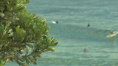 Surfers soft focus background, tree sharp focus foreground.