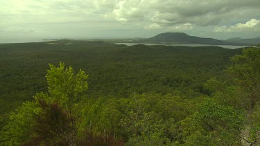 Forest near Port Macquarie