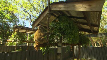 Koala in zoo setting, Australian flag in background.
