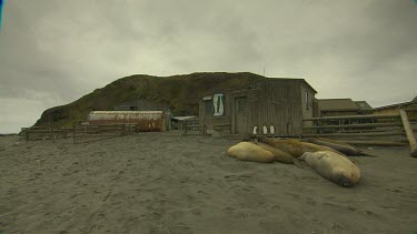 Macquarie Island-Antarctica