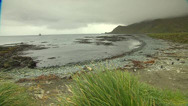 Macquarie Island-Antarctica