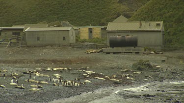 Macquarie Island-Antarctica