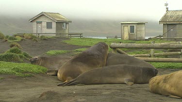 Macquarie Island-Antarctica